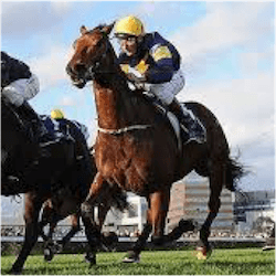 Vengeur Masque Seeks Melbourne Cup
