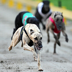 Greyhound Race Marks Live Sport Return